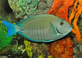 Image result for Acanthurus chirurgus