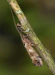 Attēlu rezultāti vaicājumam “Glyphotaelius pellucidus”