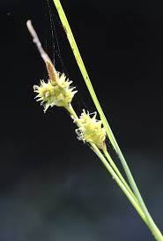 Attēlu rezultāti vaicājumam “Carex viridula flower”