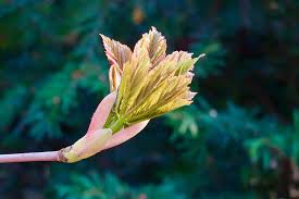 Attēlu rezultāti vaicājumam “Thalictrum flavum bud”