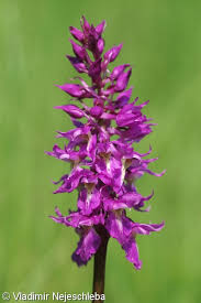 Attēlu rezultāti vaicājumam “Orchis mascula bud”