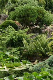 Attēlu rezultāti vaicājumam “Dryopteris filix-mas”