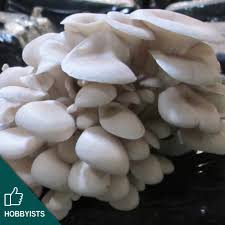 Attēlu rezultāti vaicājumam “Pleurotus ostreatus”