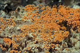 Attēlu rezultāti vaicājumam “Nectria peziza”