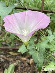 Attēlu rezultāti vaicājumam “Calystegia inflata flower”