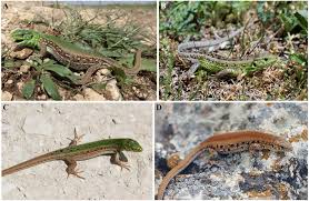 Attēlu rezultāti vaicājumam “Lacerta agilis female”