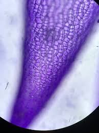 Attēlu rezultāti vaicājumam “Sphagnum warnstorfii”