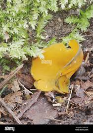 Attēlu rezultāti vaicājumam “Caloscypha fulgens”