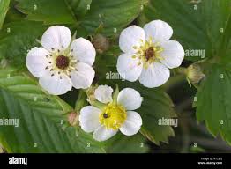 Attēlu rezultāti vaicājumam “Fragaria x ananassa flower”