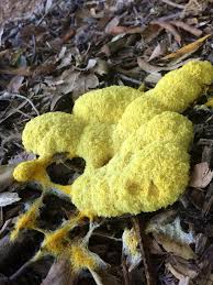 Attēlu rezultāti vaicājumam “Fuligo luteonitens”