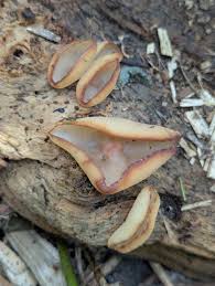 Attēlu rezultāti vaicājumam “Peziza varia”