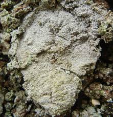 Attēlu rezultāti vaicājumam “Lecanactis abietina”