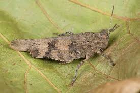 Attēlu rezultāti vaicājumam “Oedipoda caerulescens”