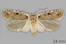 Attēlu rezultāti vaicājumam “Agonopterix ocellana”