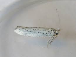 Attēlu rezultāti vaicājumam “Yponomeuta evonymella”