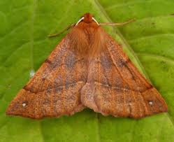 Attēlu rezultāti vaicājumam “Colotois pennaria”