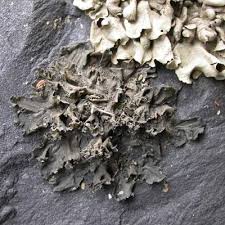 Attēlu rezultāti vaicājumam “Collema flaccidum”