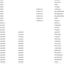 Attēlu rezultāti vaicājumam “Euura acutifoliae”