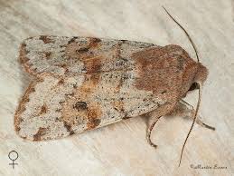 Attēlu rezultāti vaicājumam “Orthosia opima”