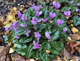 Attēlu rezultāti vaicājumam “Cyclamen hederifolium”