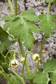 Image result for Tanacetum parthenium