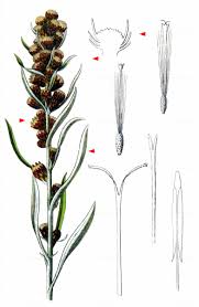 Attēlu rezultāti vaicājumam “Gnaphalium sylvaticum”
