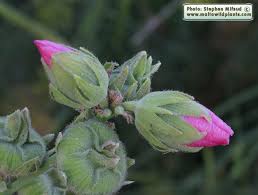 Attēlu rezultāti vaicājumam “Alcea rosea bud”