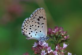 Attēlu rezultāti vaicājumam “Phengaris arion”