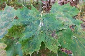 Attēlu rezultāti vaicājumam “Phyllonorycter platanoidella”
