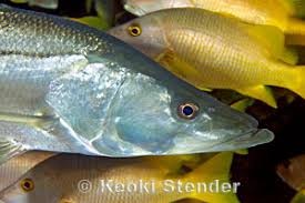 Image result for Centropomus undecimalis