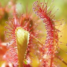 Attēlu rezultāti vaicājumam “Drosera anglica leaf”