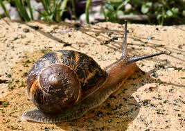 Attēlu rezultāti vaicājumam “Lymnaeidae”