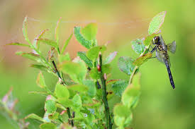 Attēlu rezultāti vaicājumam “Leucorrhinia albifrons female”