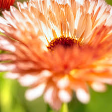 Attēlu rezultāti vaicājumam “Calendula officinalis flower”