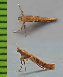 Attēlu rezultāti vaicājumam “Caloptilia hemidactylella”