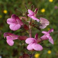 Attēlu rezultāti vaicājumam “Pedicularis palustris flower”