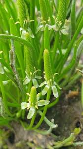 Attēlu rezultāti vaicājumam “Myosurus minimus flower”