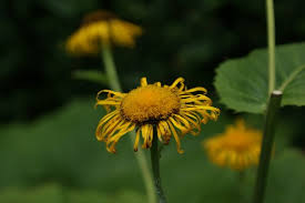 Attēlu rezultāti vaicājumam “Telekia speciosa leaf”