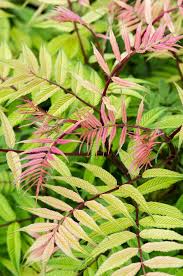 Attēlu rezultāti vaicājumam “Sorbaria sorbifolia”