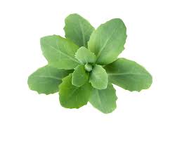 Attēlu rezultāti vaicājumam “Hylotelephium telephium leaf”