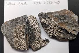 Attēlu rezultāti vaicājumam “Pertusaria coccodes”