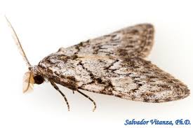 Attēlu rezultāti vaicājumam “Nolidae”