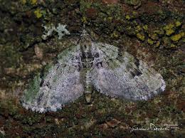 Attēlu rezultāti vaicājumam “Chloroclystis v-ata”