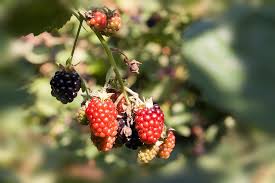 Image result for Rubus sectio