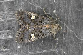 Attēlu rezultāti vaicājumam “Melanchra persicariae imago”