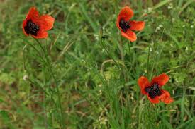 Attēlu rezultāti vaicājumam “Papaver argemone leaf”