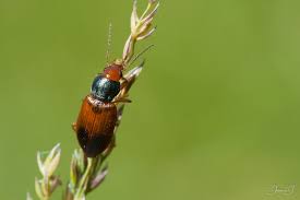 Attēlu rezultāti vaicājumam “Diachromus germanus”