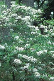 Attēlu rezultāti vaicājumam “Rhododendron periclymenoides flower”