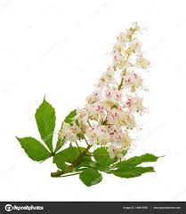 Attēlu rezultāti vaicājumam “Aesculus hippocastanum flower”