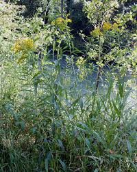Image result for Solidago virgaurea